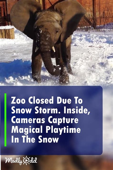 To Our Delight The Cameras That Were In The Zoo Have Captured How The