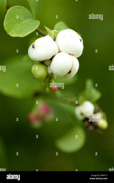 Common Snowberry Waxberry Symphoricarpos Albus Symphoricarpos