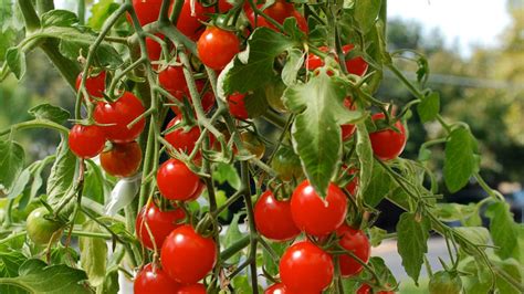 Cherry Tomato Plant Does Double Duty As A Design Element Fox News