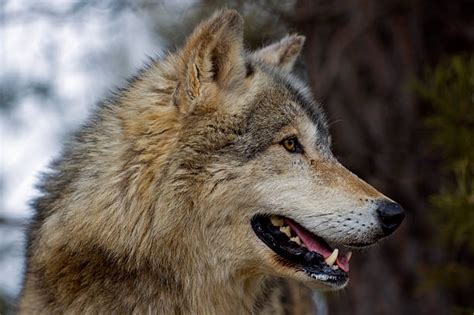 Wolf Profile Stock Photos Pictures And Royalty Free Images Istock