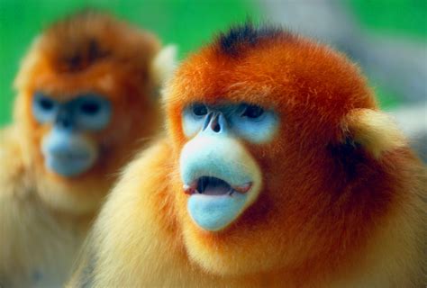 The Exotic And Cute Snub Nosed Monkey Old World Monkeys