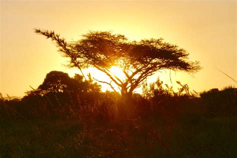 Safari Sunset South African Sunset Alex Larsen Flickr