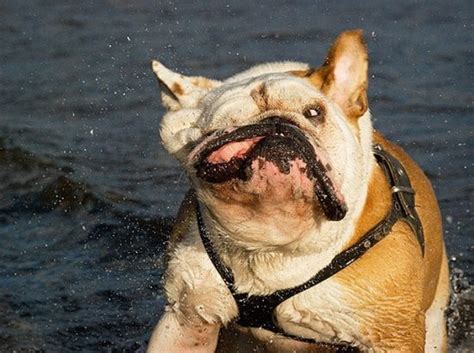 12 Pics Of Dogs Running With Adorably Awkward Faces
