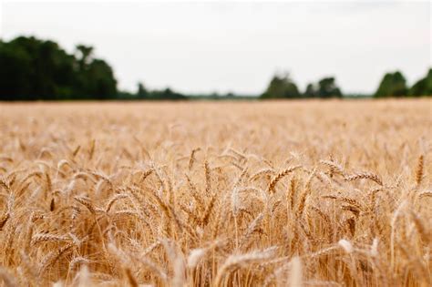 Wheat Plants Fields Free Photo On Pixabay Pixabay