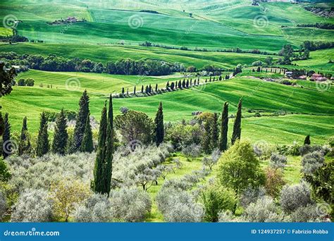 Panoramic View Of Typical Tuscany Countryside With Cypress And Meadow
