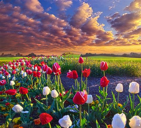 White And Red Tulip Field Spring Flowers Tulips Field Hd Wallpaper