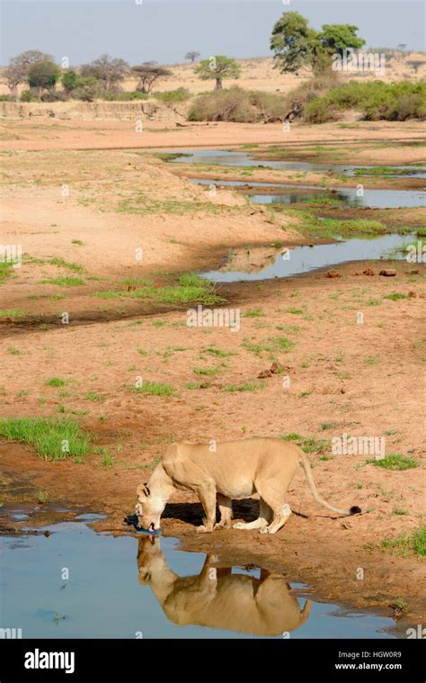 Lion Lioness Panthera Leo Drinking Ruaha National Park Tanzania