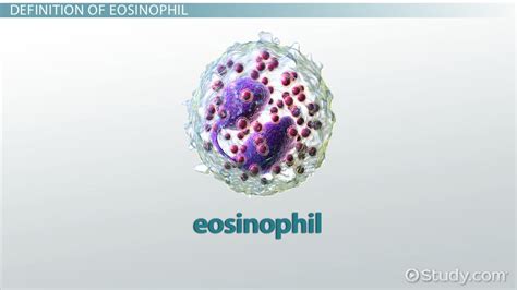 What Are Eosinophils Definition And Function Video And Lesson