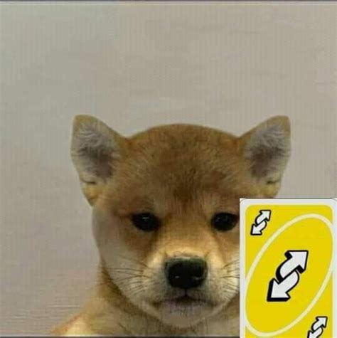 Online, the breed grew in popularity thanks to the doge meme, which features a shiba inu dog looking at the camera. Pin on pup