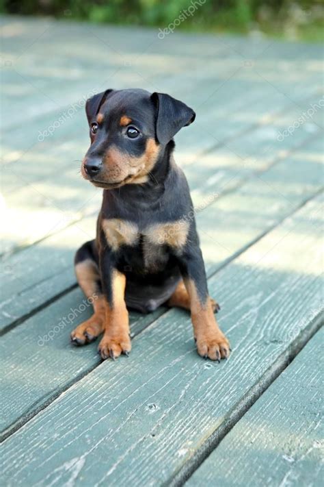 Baixar O Filhote De Cachorro Pinscher Miniatura — Imagem De Stock