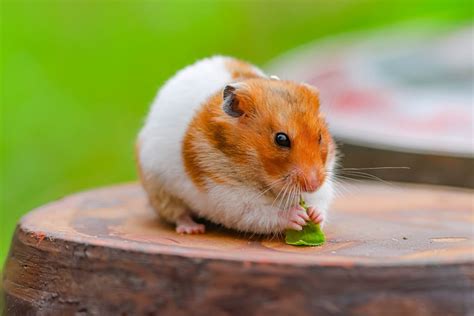 Hamster Food What Do Hamsters Eat Hamster Care Guide