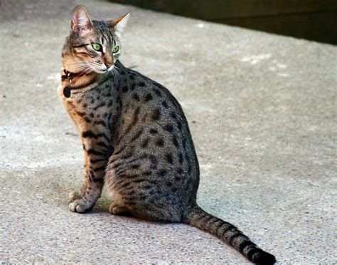 14 Rare Cat Breeds Youve Probably Never Heard Of Artofit