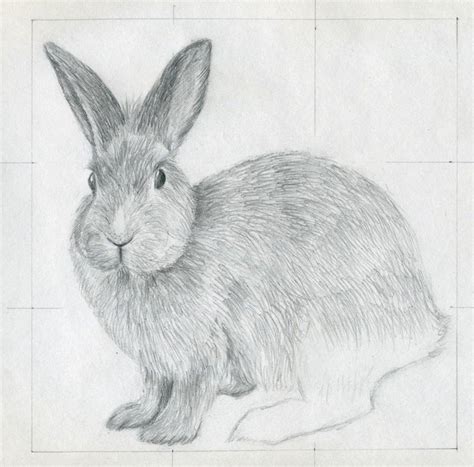 38 How To Draw An Easy Bunny Pictures Shiyuyem