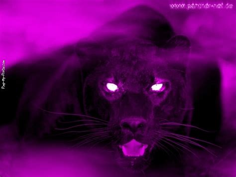 Purple Panther Facebook Timeline Cover Backgrounds Pimp My