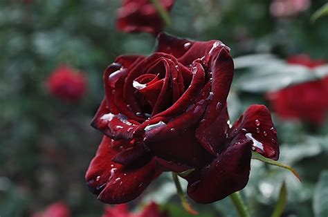 Fonds Decran Roses En Gros Plan Bordeaux Couleur Goutte Fleurs