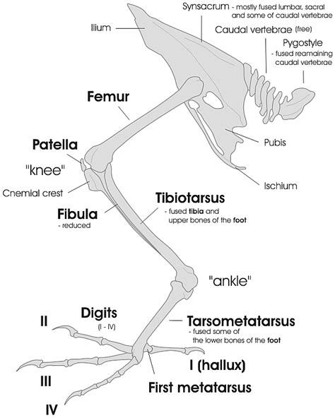 Bird Leg And Pelvic Girdle Skeleton En Gif Bird Parakeet