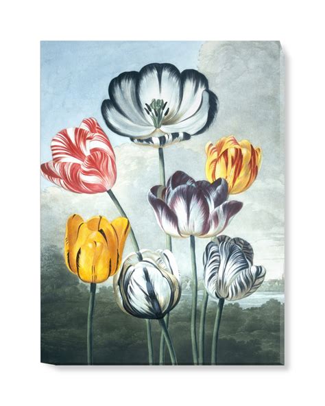 Tulips Canvas Wall Art Surfaceview