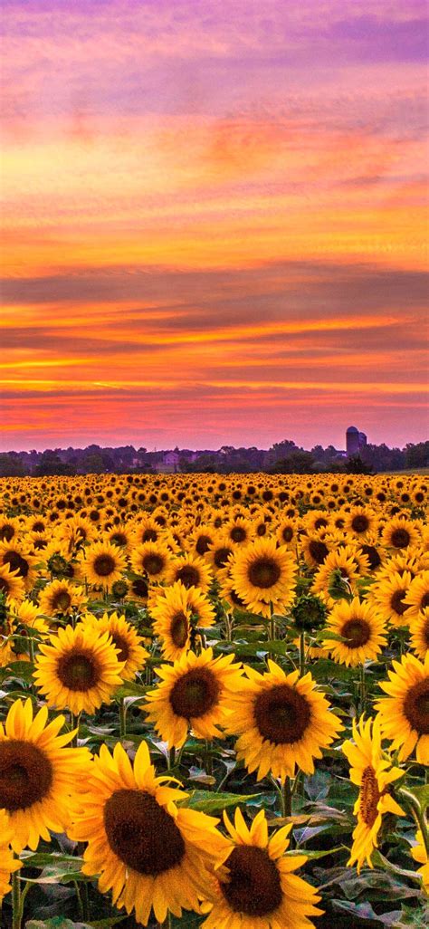 Wallpaper Iphone Sunflower Field Download Free Mock Up
