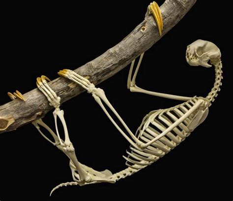 What is the skeleton of a Sloth like? What are their claws made of? | SloCo