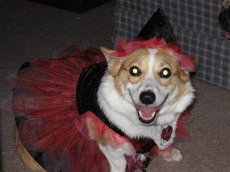 75 Funny Corgis In Halloween Costumes The Paws