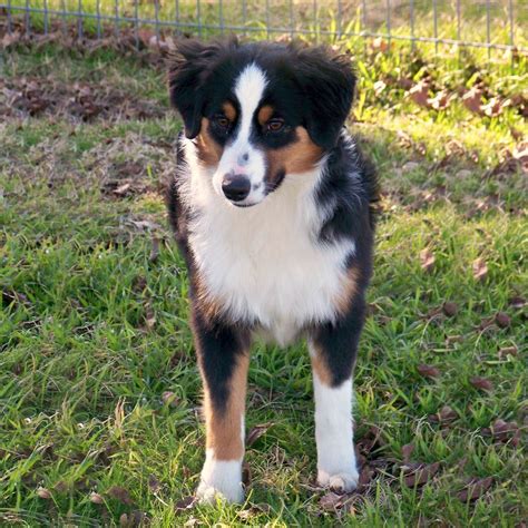 Miniature Australian Shepherd Miniature Australian Shepherd