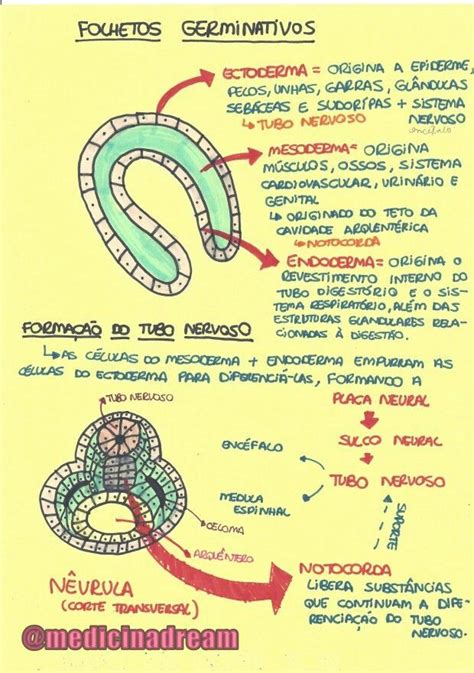 Pin De Barbara Soares Em Profissional Mapas Mentais Biologia Geral