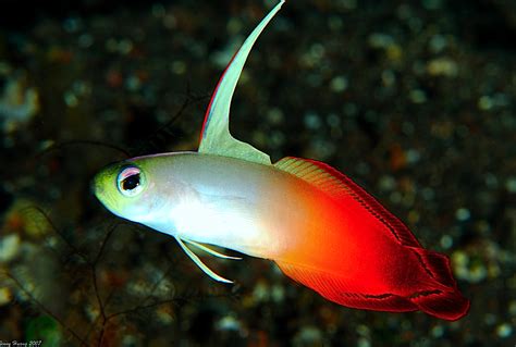 Red Fire Goby Saltwater Aquarium Fish Colorful Fish Marine Animals