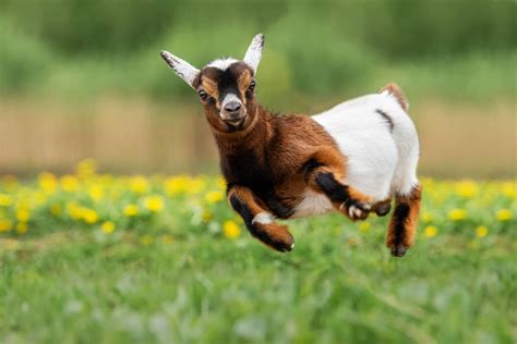 Goats Impressive Way Of Escaping Her Pen Is Pure Internet Gold