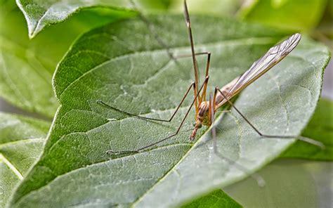 What Is A Crane Fly Crane Flies In Tennessee Us Pest Protection
