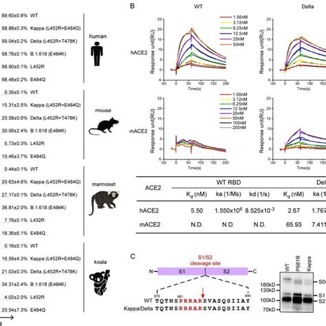 The Binding Of Variants Spike Proteins With Ace2 Orthologs And The