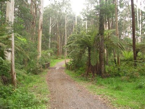 Tracks Trails And Coasts Near Melbourne Exploring Olinda Creek Dandenong Ranges National Park