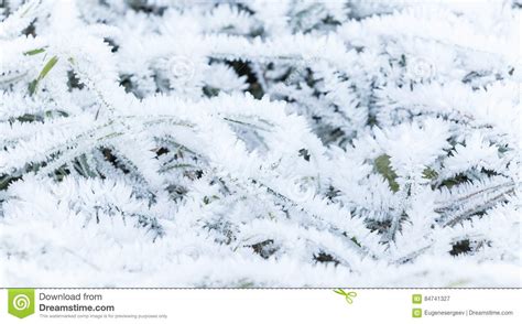Fresh Frost Covers Green Grass Stock Image Image Of Blue Hail 84741327