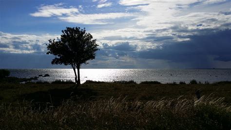 Free Images Landscape Sea Coast Tree Nature Grass Ocean