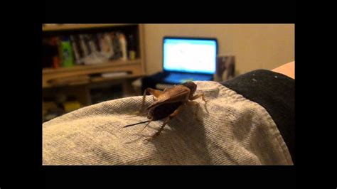 How To Sex Feeder Field Crickets Youtube