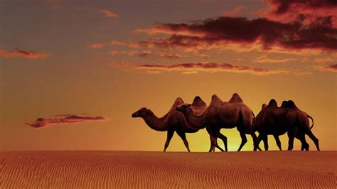 Desert Camel Wallpapers Top Free Desert Camel Backgrounds