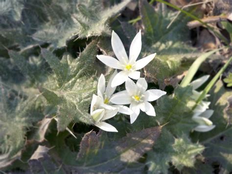 White Spring Flowers Stock Image Image Of Floral Spring 38995445