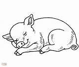 Sleeping Baby Pig Getdrawings Drawing sketch template