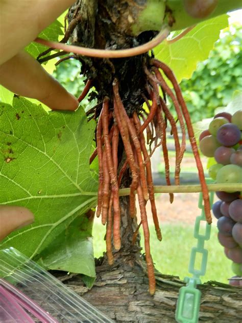 Creepy But Harmless Grape Aerial Roots