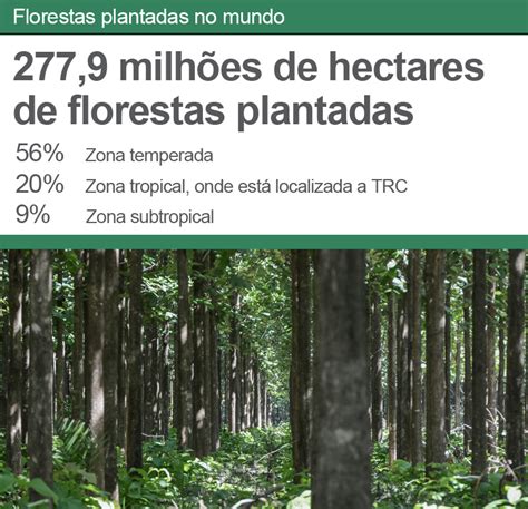 Dez Anos De Florestas Plantadas TRC