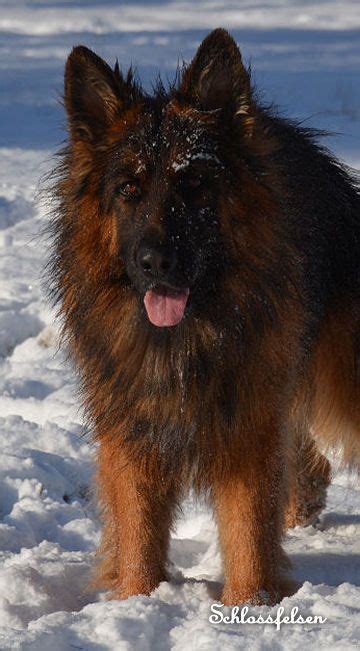 The 25 Best Long Haired German Shepherd Ideas On Pinterest King