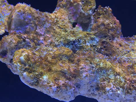 Greenish Brown Algae Prob on my almost new tank - Reef Central Online