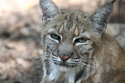 Warning the footage in the is video may be disturbing to some viewers! Bobcat. Big Cat Rescue, Tampa, Florida | Big Cat Rescue ...