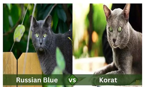 Between Russian Blue And Korat The Top 11 Difference