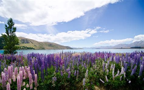 Hd Wallpaper With Flowers Lupins Lake Tekapo New Zealand