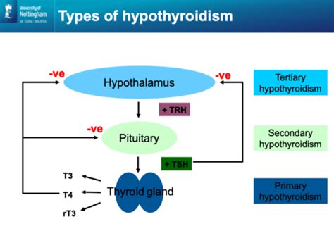 Physiology Of Hypothyroidism Flashcards Quizlet