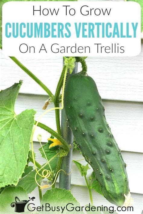 Growing Climbing Cucumber Plants Vertically On A Trellis Is Easy And