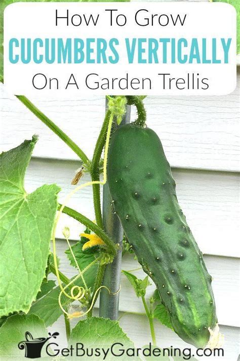 To produce a lot of fruit, cucumbers need at least eight hours of sun each day. Growing climbing cucumber plants vertically on a trellis ...