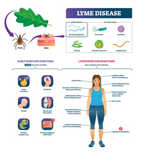 What Are The Symptoms Of Lyme Disease Aonm Health Hub
