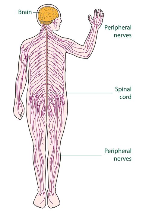 The nervous system is mainly divided into central nervous system, peripheral nervous system and autonomic nervous system. diagram of the nervous system for kids (With images ...
