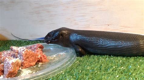 Black Blue Tongue Skink Feeding Youtube